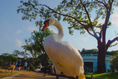 Sennami Park 'ın Kuğu' su. Çekim yeri: Tskuba-şehri, Ibaraki-pref
