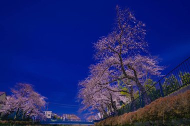 Nogawa Baharı (Chofu Şehri, Tokyo). Çekim yeri: Tokyo Chofu Şehri