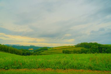 Furano 'da sade, Hokkaido. Çekim Konumu: Hokkaido Furano