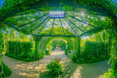 Bitki kemeri (yeşil kemer). Çekim yeri: Nishi -ku, Yokohama