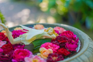 Peri çiçeklerin üzerinde uyuyor. Çekim yeri: Nishi -ku, Yokohama