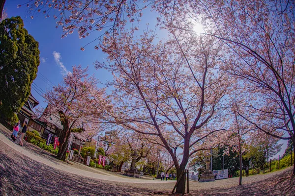Kirschblüten Ikegami Honmonji Tempel Drehort Ota Tokio — Stockfoto