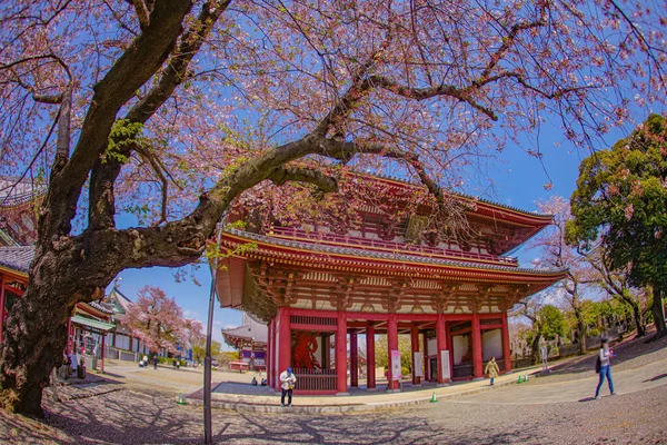 Les Cerisiers Fleurissent Temple Ikegami Honmonji Lieu Tournage Ota Tokyo — Photo