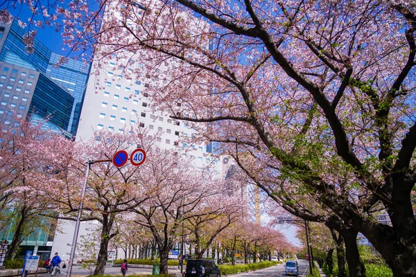 Kirschblüten Auf Der Kawasaki Horikawa Town Line Drehort Kawasaki City — Stockfoto