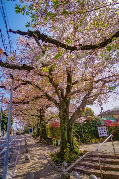 Třešňové Květy Ota Tokiu Místo Střelby Ota Tokio — Stock fotografie