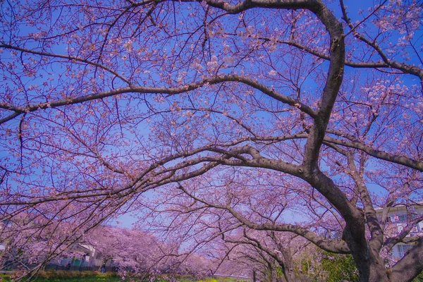 Весна Ногавы Чофу Токио Место Съемок Tokyo Chofu City — стоковое фото