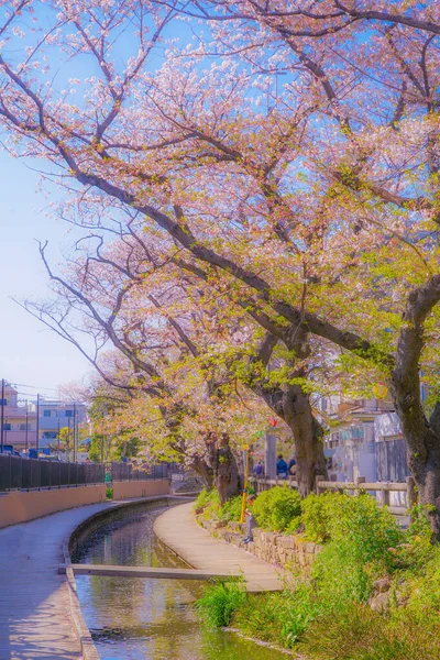 Cseresznyevirág Vízben Nikagónak Shukugawara Lövöldözés Helye Kawasaki Város Kanagawa Prefektúra — Stock Fotó