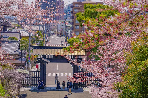 Cereja Floresce Templo Ikegami Honmonji Localização Tiro Ota Tóquio — Fotografia de Stock