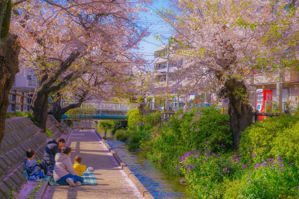 Cherry Blossoms Water Nikago Shukugawara Shooting Location Kawasaki City Kanagawa — Stock Photo, Image