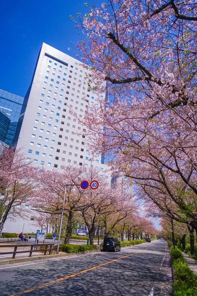 Άνθη Κερασιάς Στη Γραμμή Καβασάκι Χορικάβα Τοποθεσία Kawasaki City Επαρχία — Φωτογραφία Αρχείου