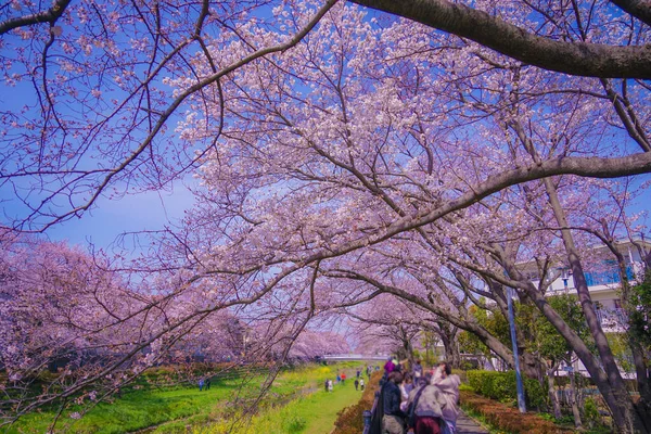 Primavera Nogawa Cidade Chofu Tóquio Localização Tiroteio Tokyo Chofu City — Fotografia de Stock