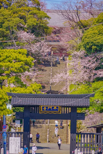 Les Cerisiers Fleurissent Temple Ikegami Honmonji Lieu Tournage Ota Tokyo — Photo