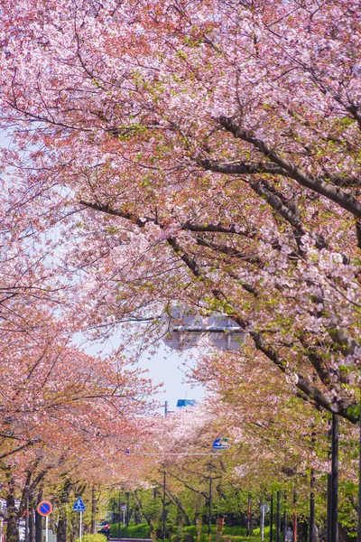 堀川線の桜 撮影場所 神奈川県川崎市 — ストック写真