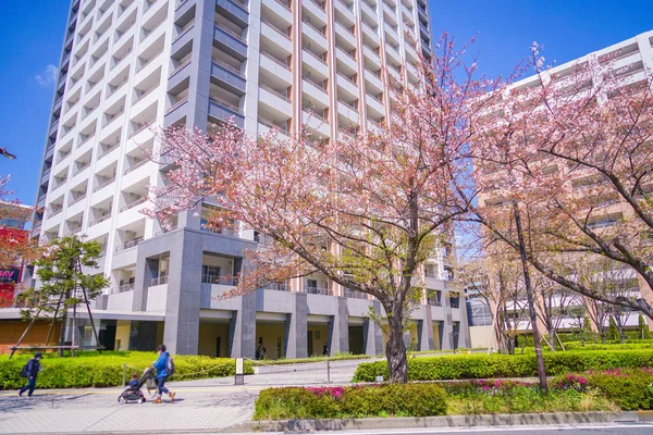 Kawasaki Horikawa Hattı Nda Kiraz Çiçekleri Çekim Yeri Kawasaki Şehri — Stok fotoğraf