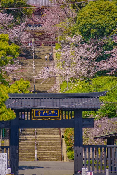 Flores Cerezo Templo Ikegami Honmonji Ubicación Del Disparo Ota Tokyo — Foto de Stock
