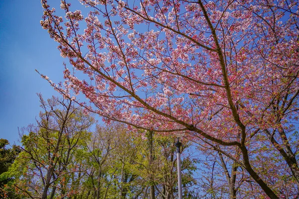 Fiori Ciliegio Ota Tokyo Luogo Delle Riprese Ota Tokyo — Foto Stock