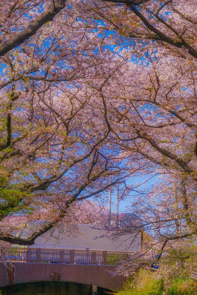 日光郷 宿河原 の水の中の桜 撮影場所 神奈川県川崎市 — ストック写真
