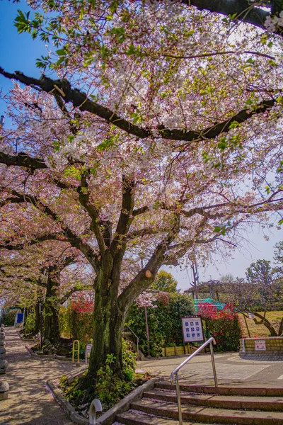 Άνθη Κερασιάς Στο Ότα Κου Του Τόκιο Τοποθεσία Ota Τόκιο — Φωτογραφία Αρχείου