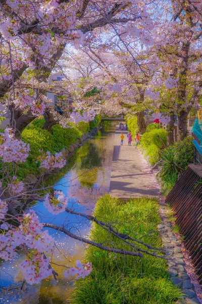 为了Nikago Shukugawara 樱桃在水里开花 射击地点 神奈川县川崎市 — 图库照片