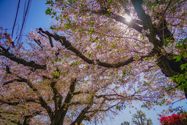 Цветение Сакуры Ота Токио Место Съемок Ота Токио — стоковое фото