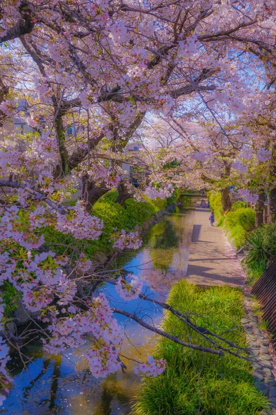 为了Nikago Shukugawara 樱桃在水里开花 射击地点 神奈川县川崎市 — 图库照片