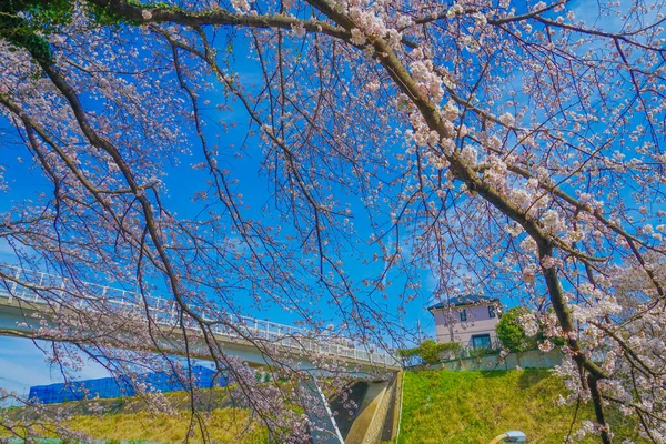 Kirschblüten Bezirk Kohoku Drehort Kohoku Yokohama — Stockfoto