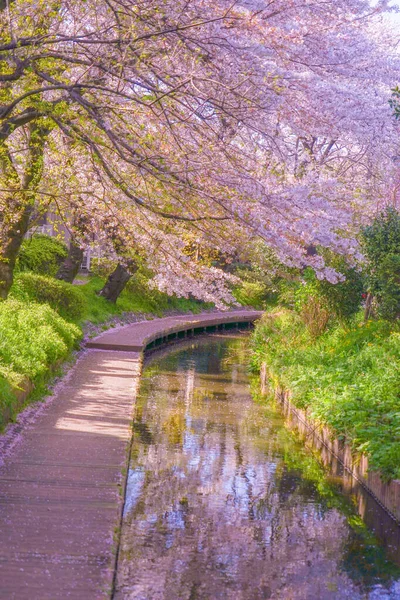 Třešňové Květy Vodě Pro Nikago Shukugawara Místo Střelby Kawasaki City — Stock fotografie