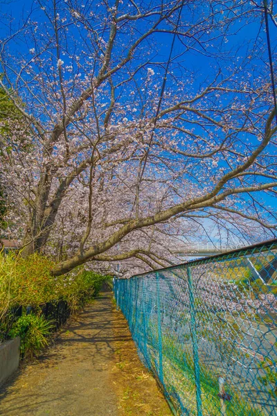 Άνθη Κερασιάς Στην Πτέρυγα Κοχόκου Τοποθεσία Λήψης Kohoku Yokohama — Φωτογραφία Αρχείου
