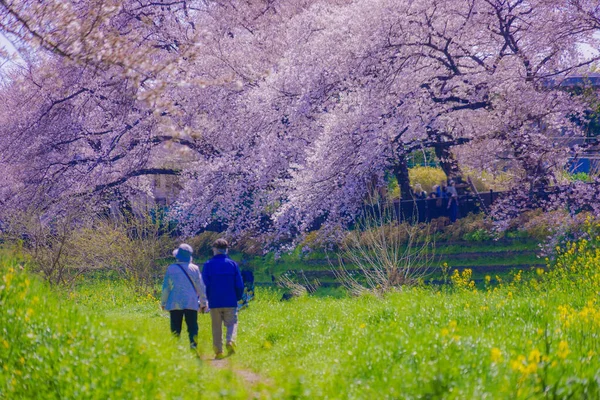 Frühling Von Nogawa Chofu City Tokio Drehort Tokyo Chofu City — Stockfoto