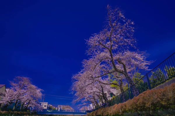 Voorjaar Van Nogawa Chofu City Tokio Schietplaats Tokyo Chofu City — Stockfoto