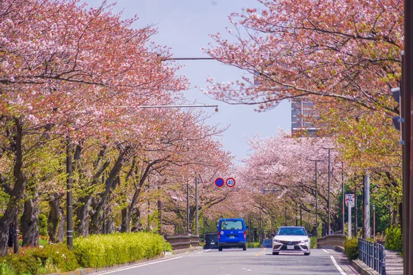 Flores Cerezo Línea Kawasaki Horikawa Town Line Ubicación Del Tiroteo — Foto de Stock