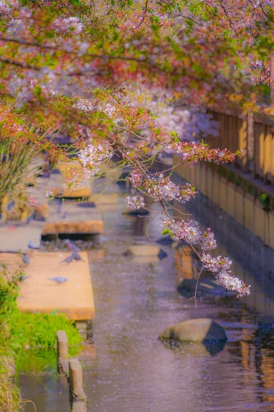 Вишня Цветет Воде Никаго Шукугавара Место Стрельбы Кавасаки Префектура Канагава — стоковое фото