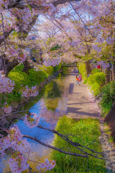 Вишня Цветет Воде Никаго Шукугавара Место Стрельбы Кавасаки Префектура Канагава — стоковое фото