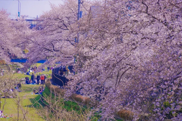 Spring Nogawa Chofu City Tokyo Shooting Location Tokyo Chofu City — Stock Photo, Image