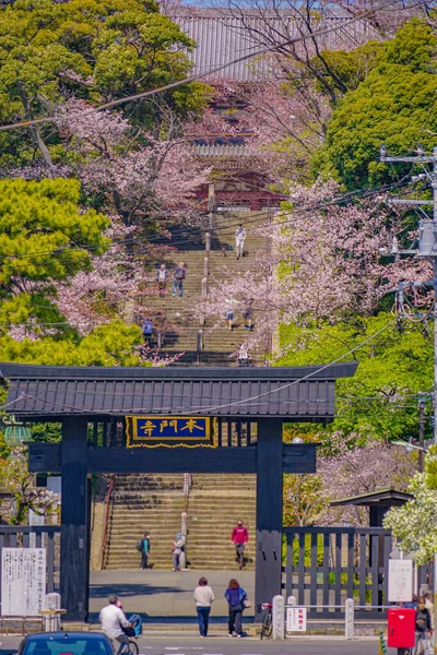 Les Cerisiers Fleurissent Temple Ikegami Honmonji Lieu Tournage Ota Tokyo — Photo