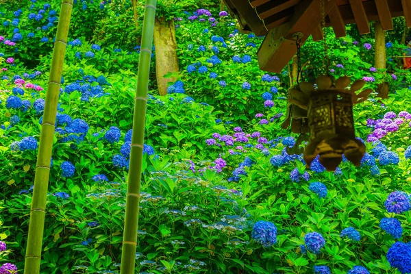 Hydrangea Och Bambuskogen Fotografering Plats Kamakura City Kanagawa Län — Stockfoto