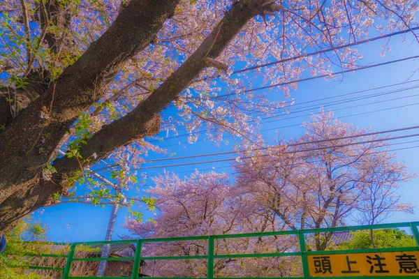 満開の桜と南部線 撮影場所 神奈川県川崎市 — ストック写真