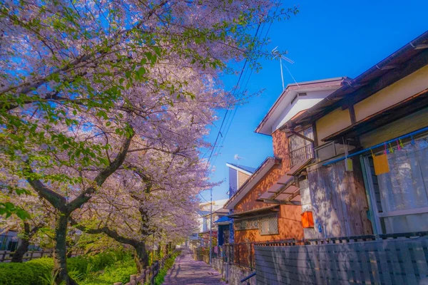 Fiori Ciliegio Acqua Nikago Shukugawara Ubicazione Delle Riprese Kawasaki City — Foto Stock