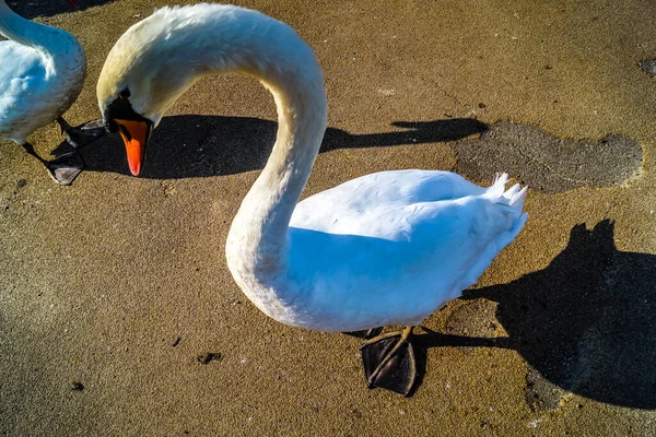 Swan Sennami Park Místo Střelby Město Tskuba Ibaraki Pref — Stock fotografie