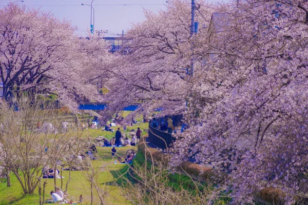 Primavera Nogawa Chofu City Tokio Ubicación Del Disparo Tokyo Chofu — Foto de Stock