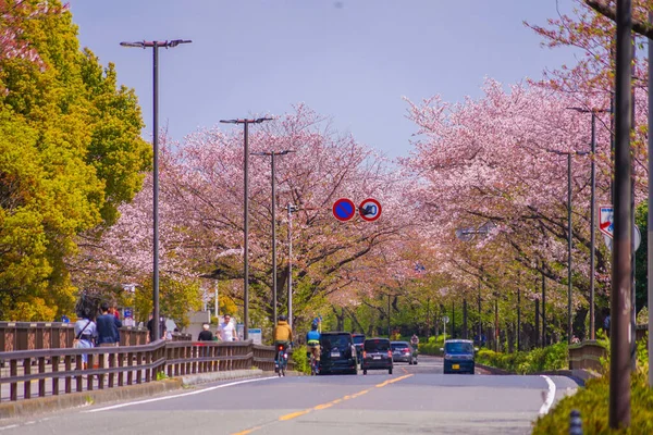 Fiori Ciliegio Sulla Linea Kawasaki Horikawa Town Line Ubicazione Delle — Foto Stock