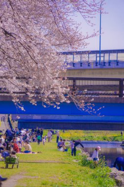 Nogawa Baharı (Chofu Şehri, Tokyo). Çekim yeri: Tokyo Chofu Şehri