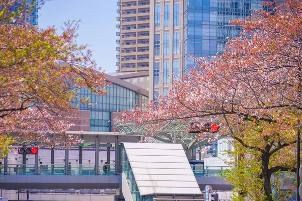 Des Cerisiers Fleurissent Sur Kawasaki Horikawa Town Line Lieu Tournage — Photo