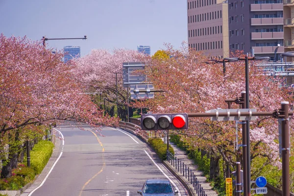 Cerejeira Floresce Linha Cidade Kawasaki Horikawa Localização Tiro Kawasaki City — Fotografia de Stock