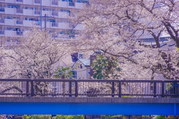 Nogawa Baharı Chofu Şehri Tokyo Çekim Yeri Tokyo Chofu Şehri — Stok fotoğraf