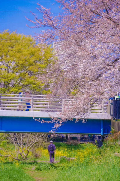 Spring Nogawa Chofu City Tokyo Shooting Location Tokyo Chofu City — Stock Photo, Image