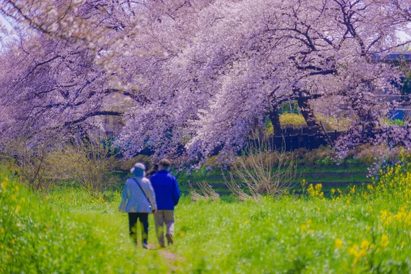 Frühling Von Nogawa Chofu City Tokio Drehort Tokyo Chofu City — Stockfoto