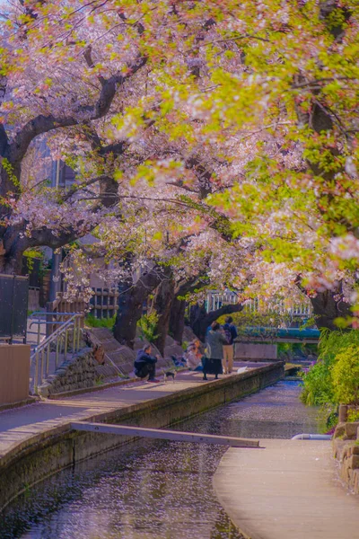 Třešňové Květy Vodě Pro Nikago Shukugawara Místo Střelby Kawasaki City — Stock fotografie