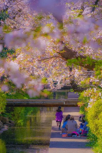 Cherry Blossoms Water Nikago Shukugawara Shooting Location Kawasaki City Kanagawa — Stock Photo, Image