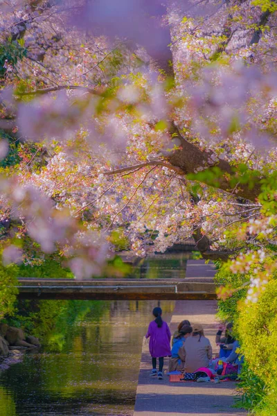 Kirschblüten Wasser Für Nikago Shukugawara Drehort Kawasaki City Präfektur Kanagawa — Stockfoto